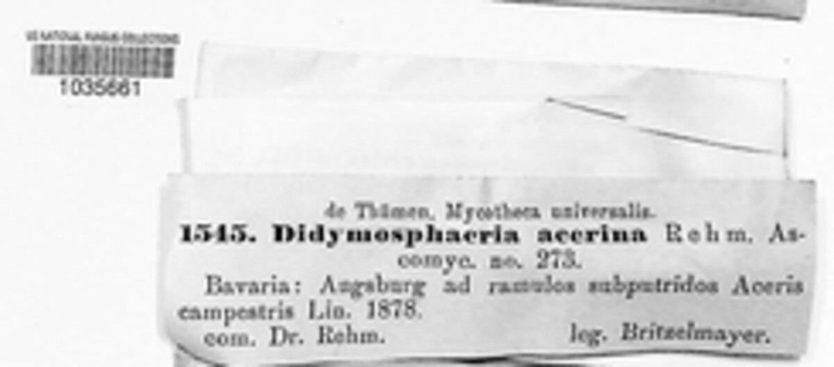 Amphisphaeria multipunctata image